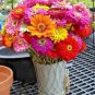 Fresh 100+ Ruby Queen Beets Seeds Heirloom Vegetable Patio Garden