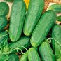 Fresh 100+ Anaheim Chili Pepper Seeds Organic Heirloom Vegetable Garden