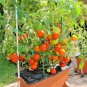 Fresh 30+ Homemade Pickles Cucumber Seeds Organic Summer Vegetable Garden