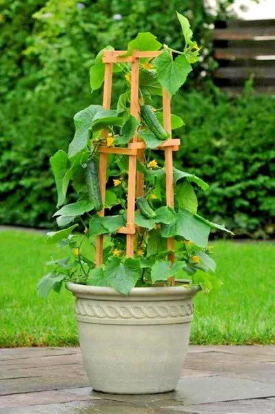 Fresh 30+ Miniature Sweet White Bush Cucumber Seed Vegetable Organic Garden
