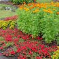 Fresh 35+ Spacemaster Bush Cucumber Seeds Patio Hanging Basket Spring Garden