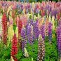 Fresh 100+ European Lupine Seeds Wildflower Perennial Cut Flowers Pollinators Garden