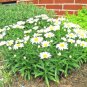 Fresh 800+ Parisian Round Carrot Seeds French Heirloom Vegetable Garden