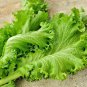 Fresh 60+ Cilantro Seeds Coriander Salsa Tex Mex Kitchen Summer Herb Garden
