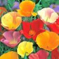 Fresh 300+ Lemon Mint Flower Seeds Perennial Native Wildflower Herb Garden