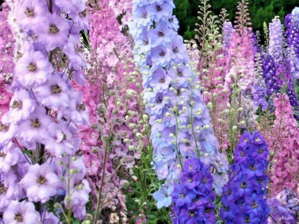 Fresh 600+ Larkspur Rocket Imperial Mix Seeds Native Wildflower Cut Flowers Pollinators Garden