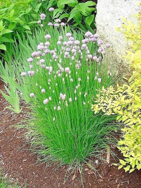 Fresh 400+ Chives Seeds Herb Green Onion Spring Fall Vegetable Patio Garden