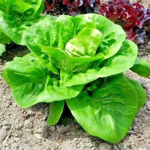 Fresh 600+ Little Gem Butterhead Seed Leaf Lettuce Organic Spring Fall Garden