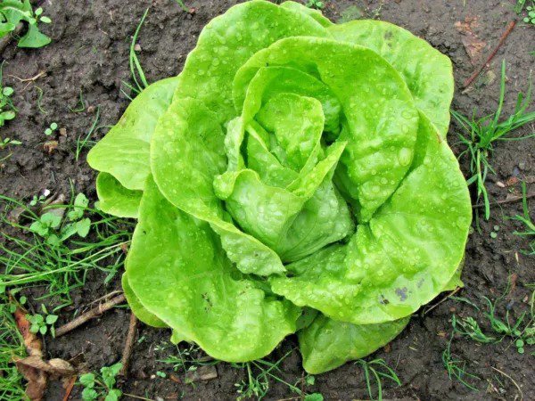 Fresh 600+ Tom Thumb Seeds Romain Leaf Lettuce Organic Spring Fall Garden