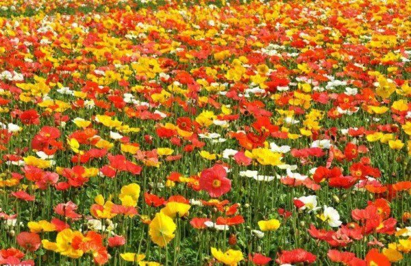 Fresh 2000+ Corn Field Poppy Mix Flower Seeds Wildflower Garden