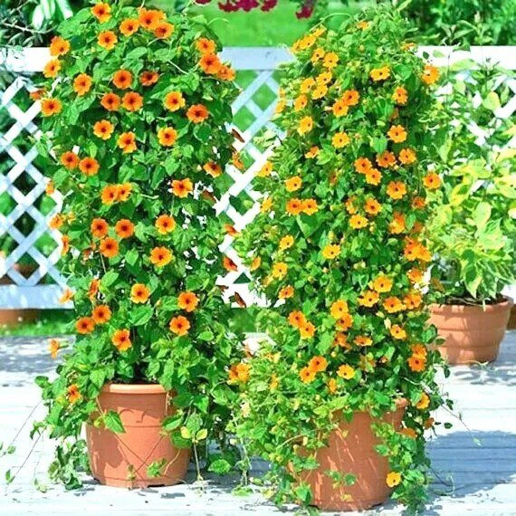 Fresh 50+ Black Eyed Susan Vine Flower Seeds Flowering Vine Patio Garden