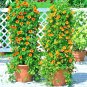 Fresh 50+ Black Eyed Susan Vine Flower Seeds Flowering Vine Patio Garden