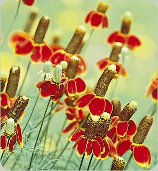 Fresh 500+ Mexican Hat Flower Seeds Perennial Native Wildflower Drought Heat Cold Easy Garden