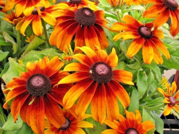 Fresh 1/2 Oz Gloriosa Daisy Seeds Native Wildflower Deer Proof Heat Cold Flower Garden