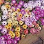 Fresh 16 000+ Ice Plant Mix Flower Seeds Groundcover Drought Heat Poor Soils Garden