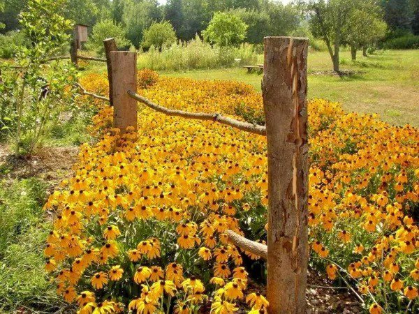 Fresh 1/4 Oz Black Eyed Susan Flower Seeds Perennial Native Wildflower Drought Heat Garden