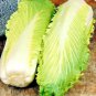 Fresh 600+ Michihili Cabbage Seeds Organic Asian Spring Fall Vegetable Garden