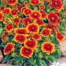 Fresh 200+ Blanket Flower Seeds Native Wildflower Perennial Drought Heat Garden