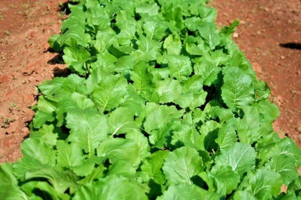 Fresh 1000+ Seven Top Turnip Seeds Organic Native Vegetable Greens Garden
