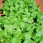 Fresh 1000+ Seven Top Turnip Seeds Organic Native Vegetable Greens Garden