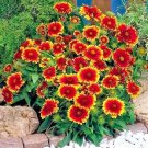 Fresh 200+ Indian Blanket Flower Seeds Annual Native Wildflower Drought Heat Garden