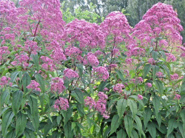 Joe-Pye Weed Seeds AE20235842 - Geseeds