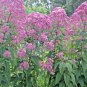 Fresh 200+ Sweet Joe Pye Weed Flower Seeds Fragrant Native Wildflower Pollinators Easy Garden