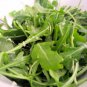 Fresh 600+ Arugula Roquette Seeds Organic Spring Fall Patio S Garden