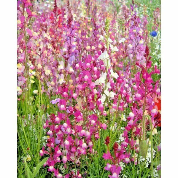 Fresh 2000+ Snapdragon Northern Lights Mix Seeds Spring Fall Flower Garden