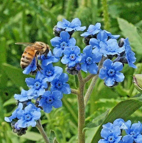 Fresh 400+ Chinese Forget Me Not Seeds Wildflower Blooms Summer Fall Garden