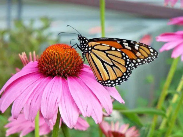 Fresh 300+ Purple Coneflower Seeds Native Wildflower Echinacea Medicinal Herb Garden
