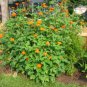 Fresh 125+ Mexican Sunflower Seeds Drought Heat Summer Flower Garden
