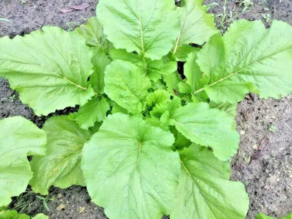 Fresh 600+ Florida Broadleaf Mustard Greens Seeds Organic Spring Fall Garden
