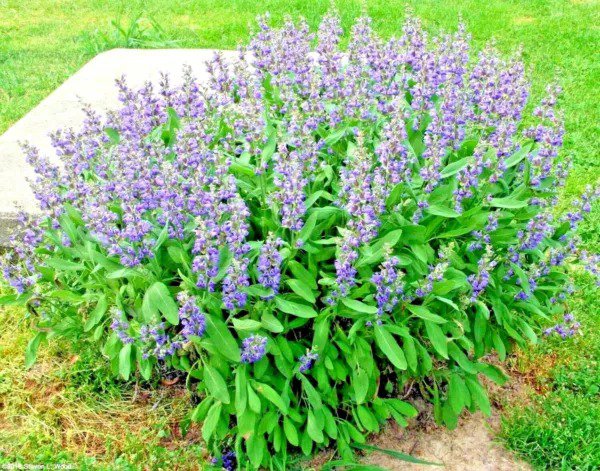 Fresh 200+ Culinary Broadleaf Sage Seeds Organic Native Herb Flowering Garden