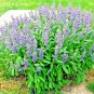 Fresh 200+ Culinary Broadleaf Sage Seeds Organic Native Herb Flowering Garden