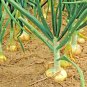 Fresh 400+ Vidalia Sweet Onion Seeds Organic Short Day Spring Fall Vegetable Garden