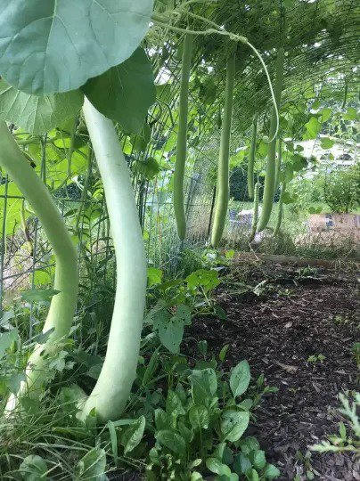 Fresh 30 Cucuzzi Seeds Serpente Di Siciliaserpent Of Sicily Summer Squash Cucuzza Garden