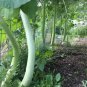 Fresh 30 Cucuzzi Seeds Serpente Di Siciliaserpent Of Sicily Summer Squash Cucuzza Garden