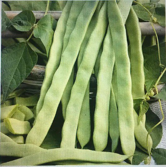 Fresh 2 Oz 120 Helda Romano Pole Bean Seedscertified Usda Organichilda Garden