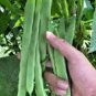 Fresh 2 Oz 120 Qing Bian #9 Chinese Romano Pole Bean Seeds10 12" Meaty Pods Garden