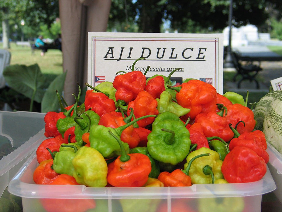 Fresh 50 Aji Dulce Rainbow Pepper Seeds + 1000 Recao Culantro Seeds Garden