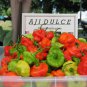 Fresh 50 Aji Dulce Rainbow Pepper Seeds + 1000 Recao Culantro Seeds Garden
