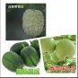 Fresh 10 Apple Bittermelon + 10 Apple Luffa + 12 Taro Wax Gourd Seeds Garden