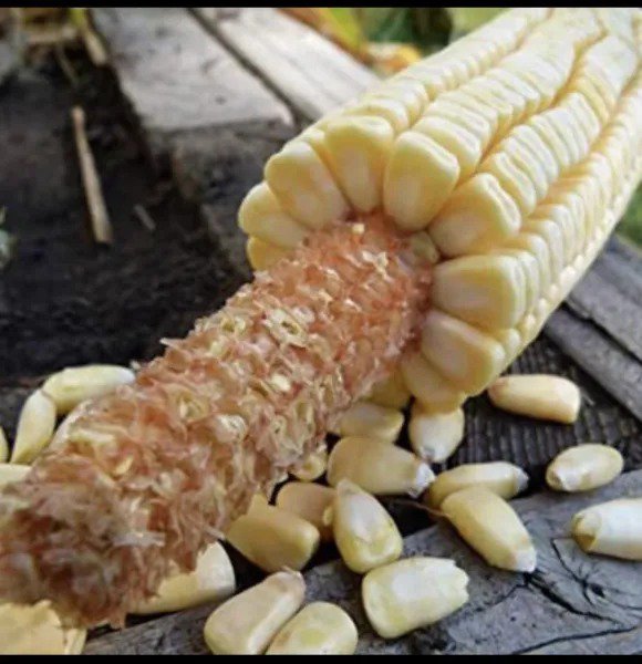 Fresh 3 Oz 375 Pencil Cob Corn Seeds Hearty Flavor Great For Roasting Non Gmo Garden