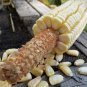 Fresh 3 Oz 375 Pencil Cob Corn Seeds Hearty Flavor Great For Roasting Non Gmo Garden