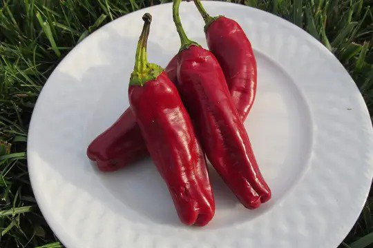 Fresh 60 Organic Aleppo Hot Pepper Seeds Pepper Halep Biberi Garden