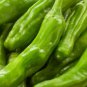 Fresh 100 Shishito Japanese Lion Head Sweet Pepper Seeds Garden