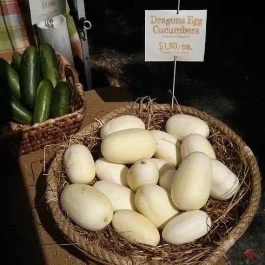 Fresh 100 Dragon'S Egg Cucumber Seedssweet Flavor & Cute Novelty Garden
