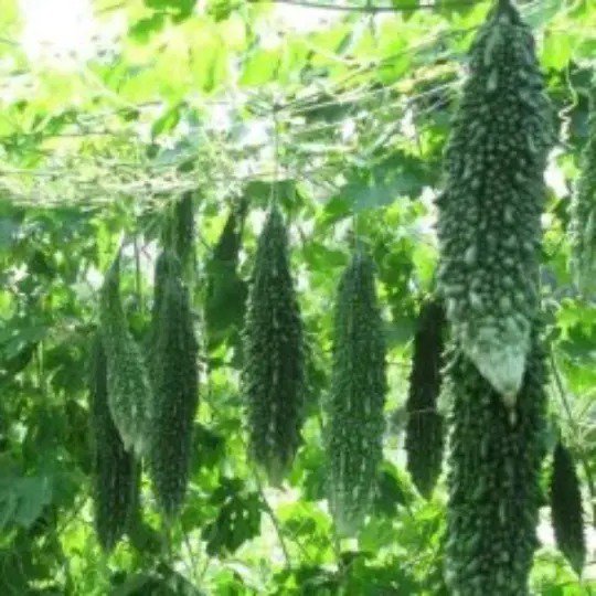 Fresh 30 Indian Dark Jade F1 Bittermelon Seedsbitter Gourdbalsam Pearkh&aacute;&raquo;� Qua Garden