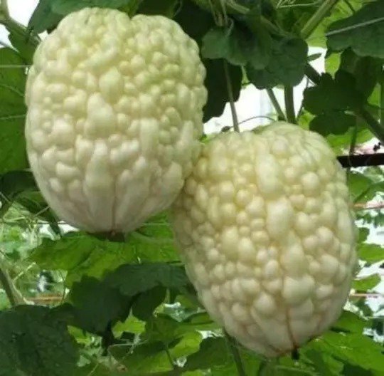 Fresh 10 Taiwan White Apple Bittermelon Hybrid Seeds Garden